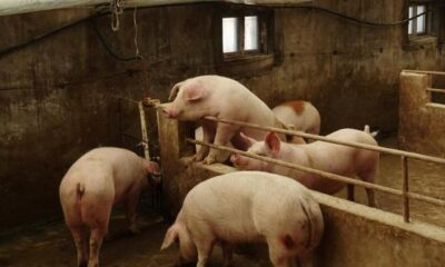 Çin’de bir çiftlikte Afrika domuz vebası tespit edildi!.