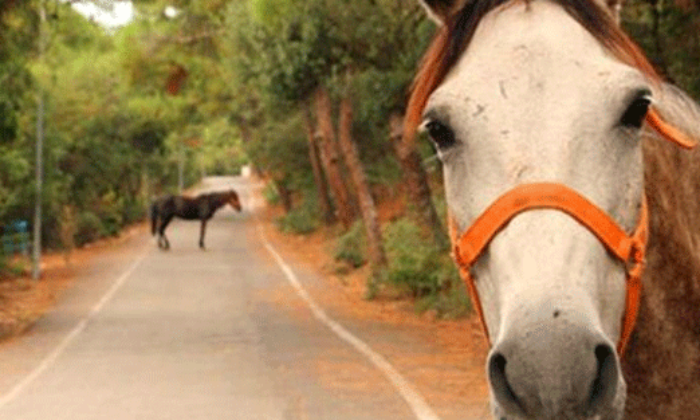 İBB’nin Adalar’dan toplattığı atlardan 50’si kayboldu!.