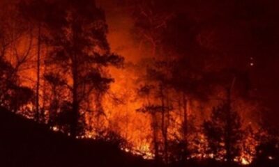 Muğla’da orman yangını..