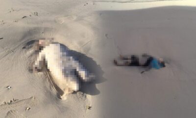 Libya’da yürek burkan görüntüler! Göçmen çocukların cansız bedenleri kıyıya vurdu!.