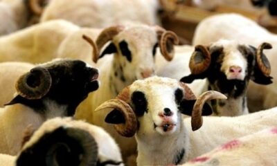 2021 büyükbaş ve küçükbaş kurbanlık fiyatları ne kadar?.