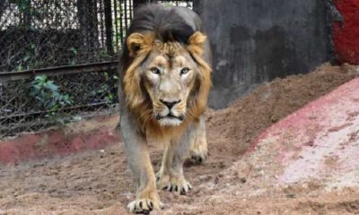 Hindistan’da 8 aslan coronavirüse yakalandı!.