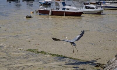 Allah kimseyi rezil rüsva etmesin!. Ekrem’in “Temel Atmama Töreni” Marmara Denizi’ni bu hale soktu!.