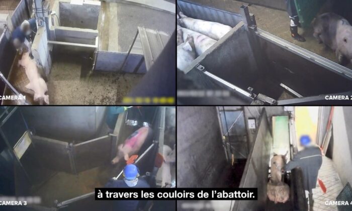 Fransa hayvanlara işkence ediyor!.