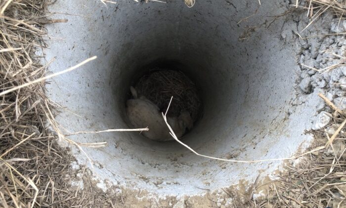 Aydın’da acı ölüm! Köpeği kurtarmak isterken canından oldu!.