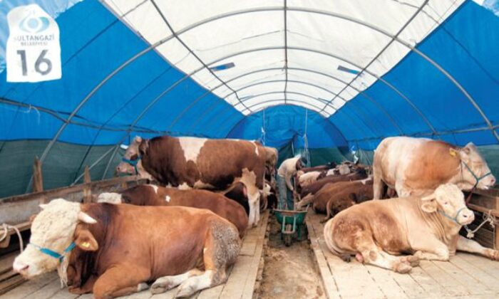 Kurbanlıklarda fahiş fiyat artışı! İstanbul’da hayvan başına bin lira zam var!.