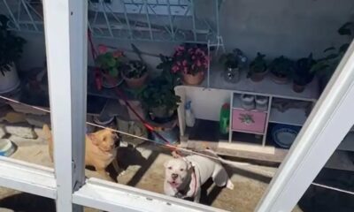 İstanbul’da pitbull dehşeti! Saldırıya uğrayan kız çocuğuna 56 dikiş atıldı!.