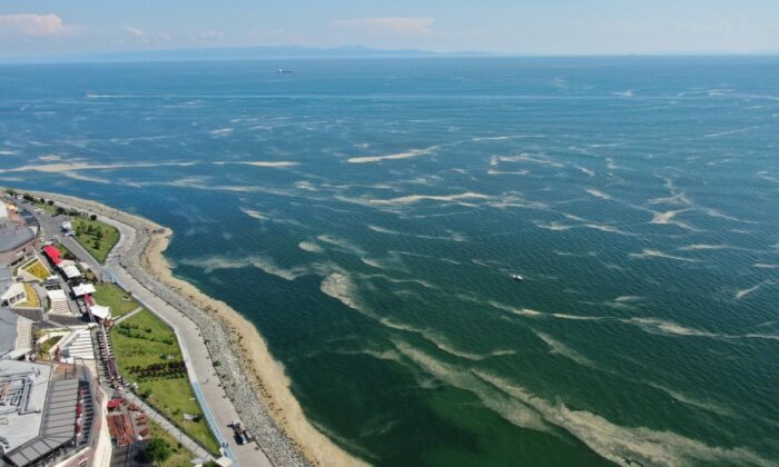 Deniz salyası bu kez Bakırköy kıyılarını sardı!.