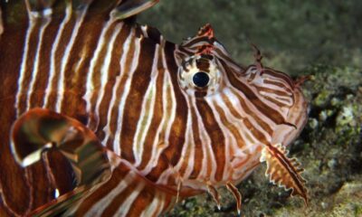 Resmi Gazete’de yayımlandı! Avlayana para verilecek!.