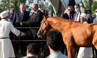 Başkan Erdoğan’a Şuşa’da Karabağ Atı hediye edildi!.
