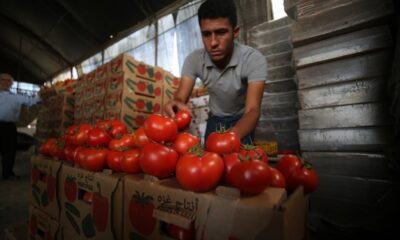 Ukrayna-Rusya krizi domatesi vurdu!. Fiyatı 25 TL’den 4 TL geriledi!.