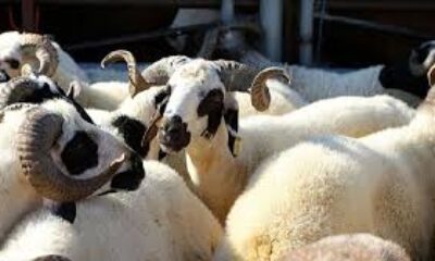 Kurban kesimi için kurallar açıklandı!.