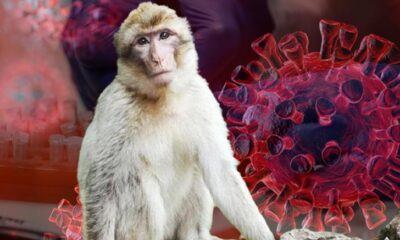Bu da maymun virüsü! Çin’de Monkey B virüsünden ilk ölüm gerçekleşti!.