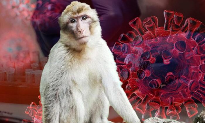 Bu da maymun virüsü! Çin’de Monkey B virüsünden ilk ölüm gerçekleşti!.