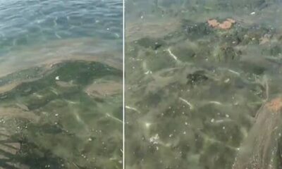 İzmir’de foseptik ve kanalizasyon denize boşaltılıyor, Tunç Soyer’e tepki yağıyor! Mide bulandıran görüntüler.. (video haber)
