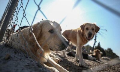 Hayvanları Koruma Kanunu TBMM’de kabul edildi!.