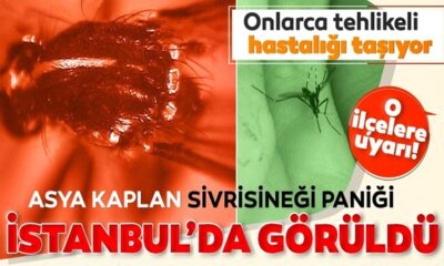 İBB aylar önce yapması gereken ilaçlamayı yapmadı! İstanbul’da Asya Kaplan Sivrisineği istilası..