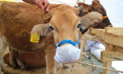 Satılamayan kurbanlıkları Et ve Süt Kurumu satın alacak!.