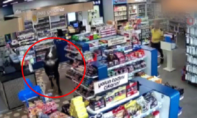 Bayramın ilk firari danası markete daldı!. (video haber)