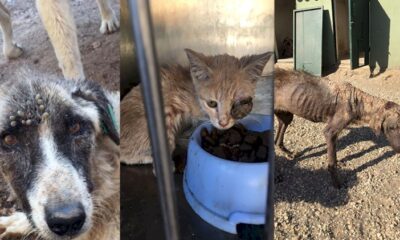 Hayvan barınağında skandal!. Her gün yüzlerce hayvan açlıktan ve susuzluktan ölüyor!.