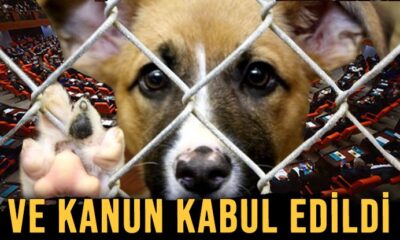 Hayvanları Koruma Kanunu, TBMM Komisyonu’nda kabul edildi!.