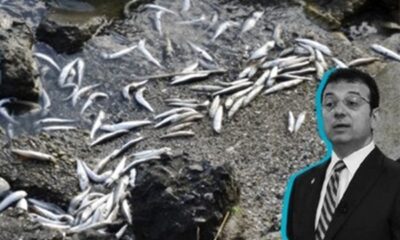 Küçükçekmece Gölü’nde çevre felaketi! Ölü balıklar sahile vuruyor, İmamoğlu “Kanal İstanbul’u yaptırmam!” diyor!. (video haber)