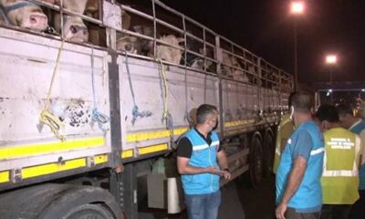 İstanbul’da kaçak kurbanlık taşıyan 60 TIR yakalandı!.