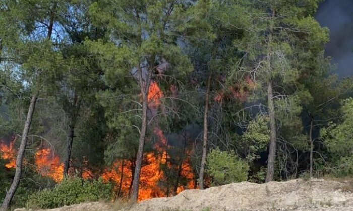 Adana’da orman yangını..