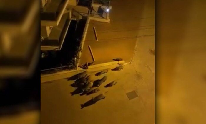 Marmaris’te yangından kaçan domuz sürüsü şehre indi!. (video haber)