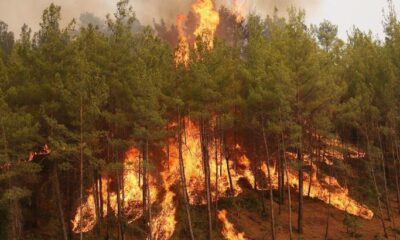 Datça’da orman yangını başladı!.
