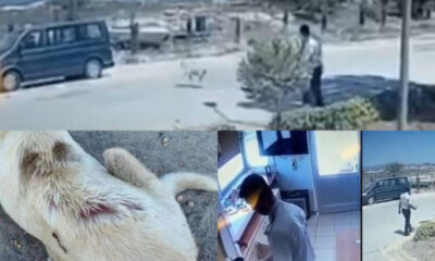 İnsanlıktan nasibini almamış şerefsiz!. Bir çaydanlık sıcak suyu uyuyan köpeğin üzerine döktü!. (Video Haber)