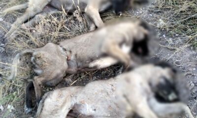 Ankara’da sokak köpekleri ölü bulundu!.