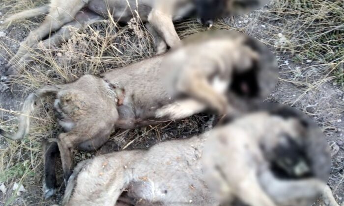 Ankara’da sokak köpekleri ölü bulundu!.