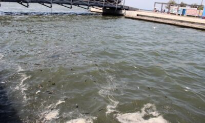 İzmir’de, ölü balıklar kıyıya vurdu!.