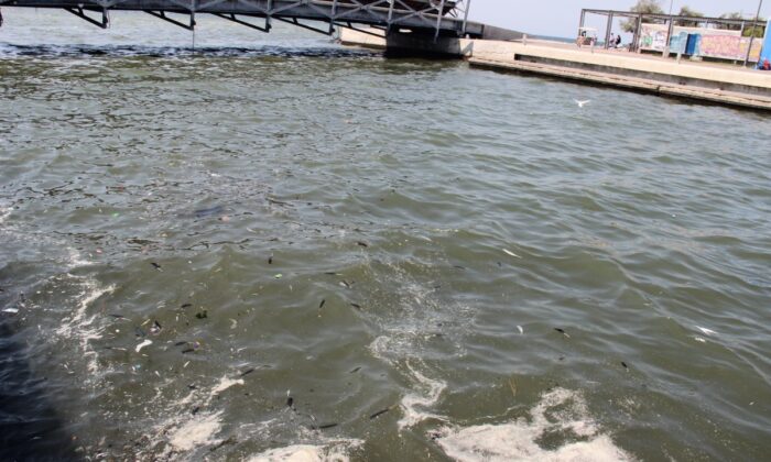 İzmir’de, ölü balıklar kıyıya vurdu!.