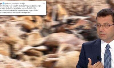 İBB’nin barınağında ki skandala tepkiler çığ gibi.. “Canlıların barınağı olacak demişlerdi, mezarı oldu!.”