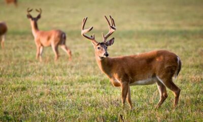 ABD’deki yaban geyiklerinin yüzde 40’ı coronavirüslü..