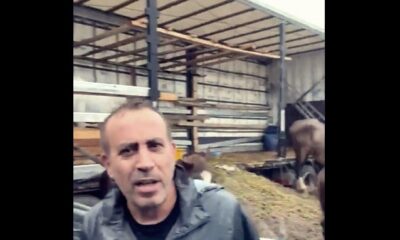 Dorse’de ölüme terk edilen atlar için Haluk Levent devreye girdi!.