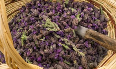 Geleneksel Tıpta ona “Beyin Süpürgesi” deniyor!. Tabiat Eczanesi’nden şifa deposu Karabaş otu mucizesi..