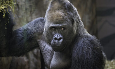 Coronavirüs gorillere de sıçradı!.