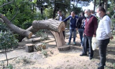 Yapan CHP olunca Geziciler ortadan kayboldu!. Edirnekapı Şehitliği’ndeki ağaç kesimine tepkiler büyüyor!.