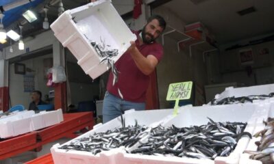 Balıkçılar endişeli! Giresun’da erken başlayan hamsi sezonu bu yıl erken bitecek!.
