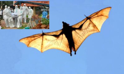 O da yarasa kaynaklı! İşte dünya gündemini sarsan Nipah virüsü hakkında bilinenler..