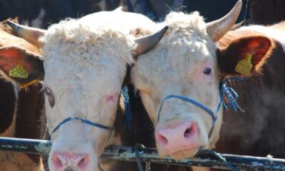 Belçika’da helal kesime getirilen yasak AİHM’e gidiyor!.