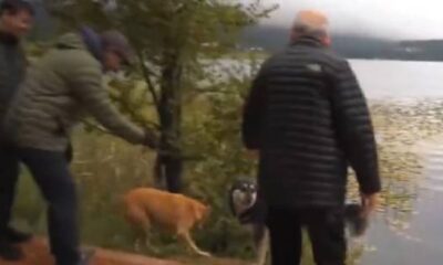 Köpeklerin Kılıçdaroğlu’na verdiği tepki gülümsetti!. (video haber)