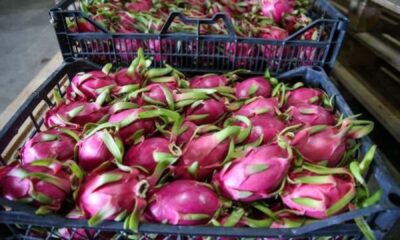 Tropikal meyve ihracatı yüzde 172 arttı!.