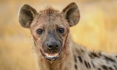 ABD’de ilk kez bir sırtlanda coronavirüs görüldü!.