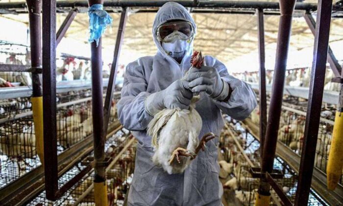 Fransa’da kuş gribi alarmı..