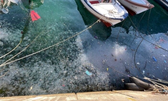 İstanbul kokuyor!. Arnavutköy sahili atıklar ve denizanalarıyla doldu!.