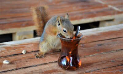 Görenleri şaşkına çeviren sincap, çay içip cips yiyor!.